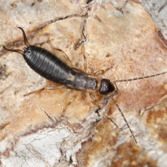 Earwig Pest Control Wyoming