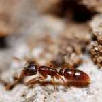 Ants Pest Control in Wyoming