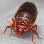 Bed Bugs Pest Control Wyoming