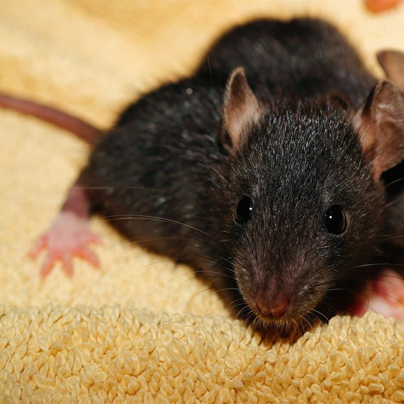 Rodent Pest Control Wyoming