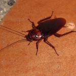 Cockroach Pest Control Wyoming