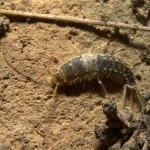 Silverfish Pest Control Wyoming