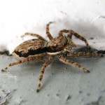 Spider Pest Control Wyoming