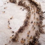 Termite Pest Control Wyoming