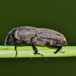 Billbug Extermination and Pest Control in Wyoming