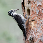 Bird Control and Extermination in Wyoming