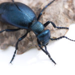 Beetle Pest Control Wyoming