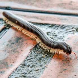 Centipede and Millipede Pest Control Wyoming