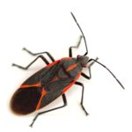 Boxelder Bugs Pest Control in Wyoming