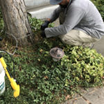 Arborjet Tree Injection in progress - Arborjet Tree Trunk Injections for Insects