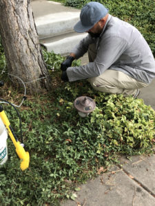 Arborjet Tree Injection in progress - Arborjet Tree Trunk Injections for Insects