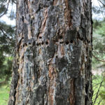 tree borer holes close-up view - Arborjet Tree Trunk Injections for Insects