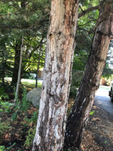 Infected tree up close - Arborjet Tree Trunk Injections for Insects