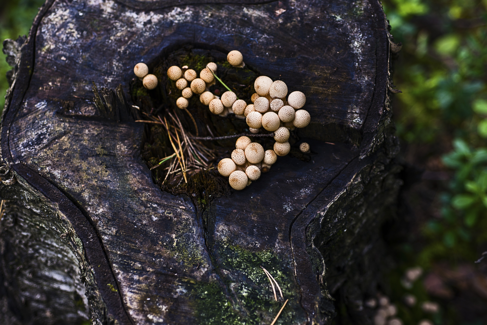 Trunk Injections for Fungal Diseases in Trees