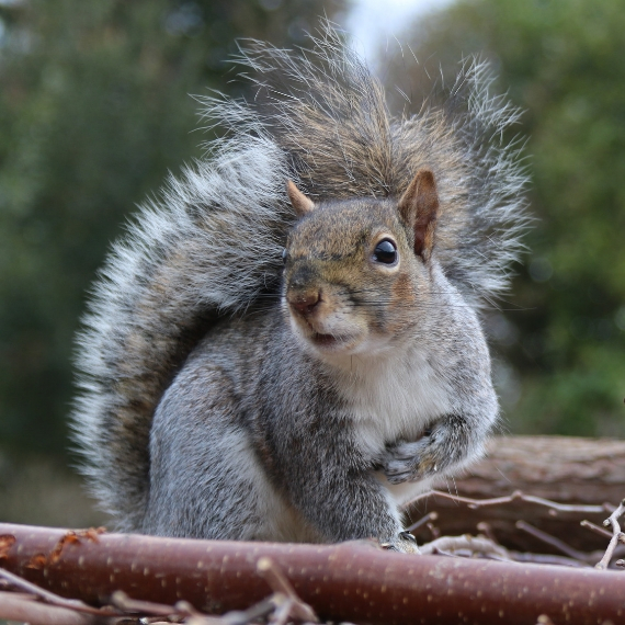 Squirrel Removal in Wyoming