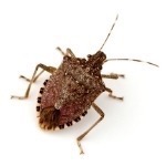 Stink Bugs Pest Control in Wyoming