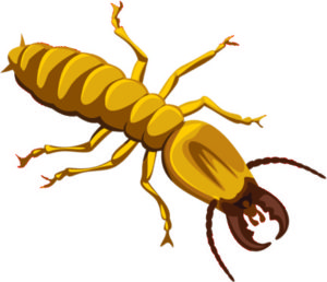 Termite infestation graphic - Termite pest control near Wyoming