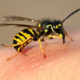 Wasps, Hornets, Yellow Jackets Pest Control Wyoming