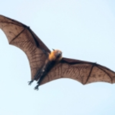 Bat Removal in Wyoming