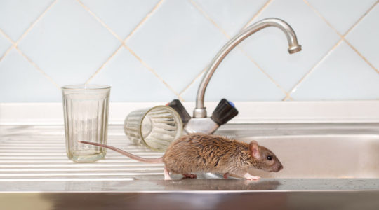 Getting Rid of Mice in Your Home