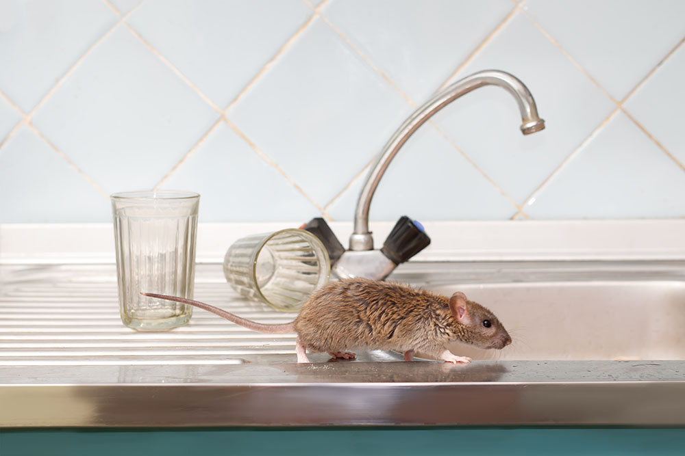 Rodent on counter - Legacy Pest Control Wyoming